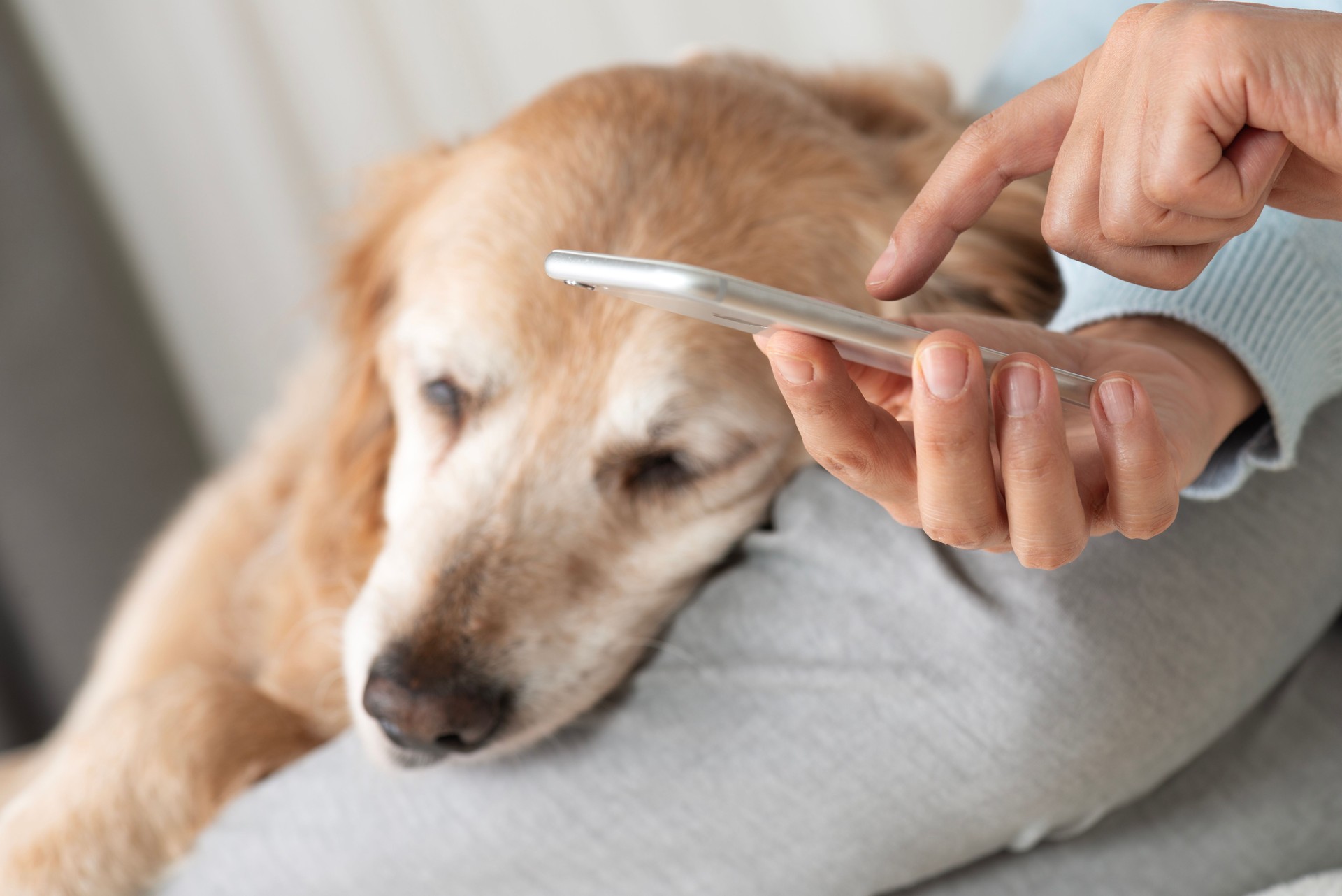 Everything Your Dog Needs is on Your Mobile Phone