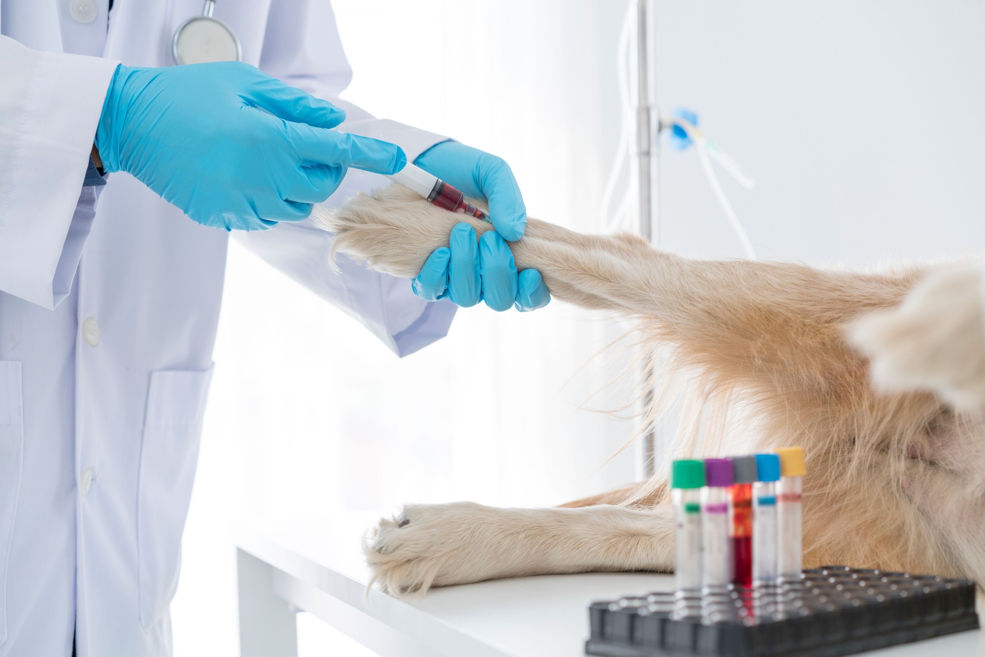 Veterinary. The doctor is testing the dog is blood for the virus. Veterinarian giving injection to dog in vet clinic. The veterinarian is using a hypodermic needle to administer the saline solution.