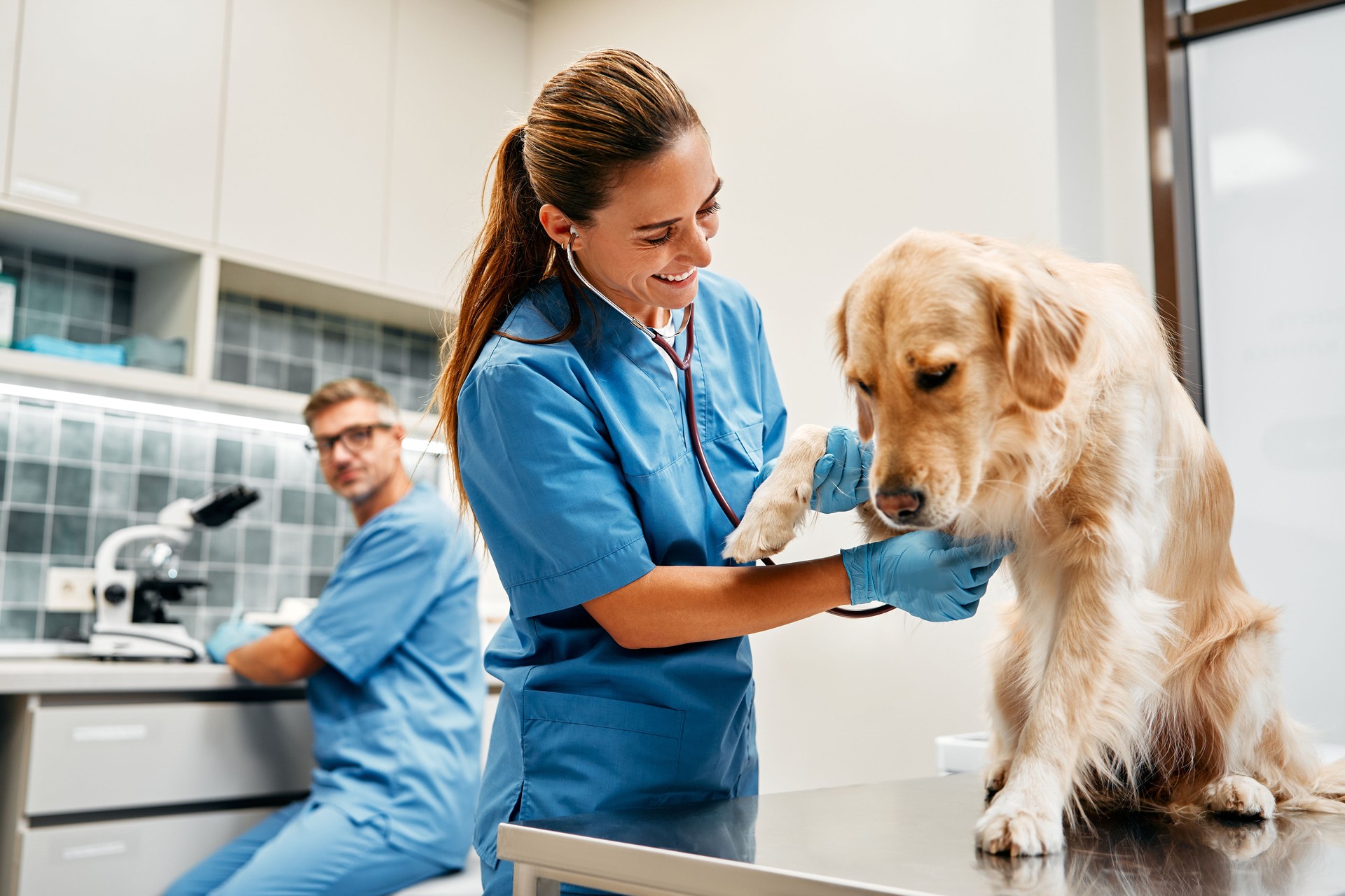 Animals for examination and treatment in the veterinary clinic