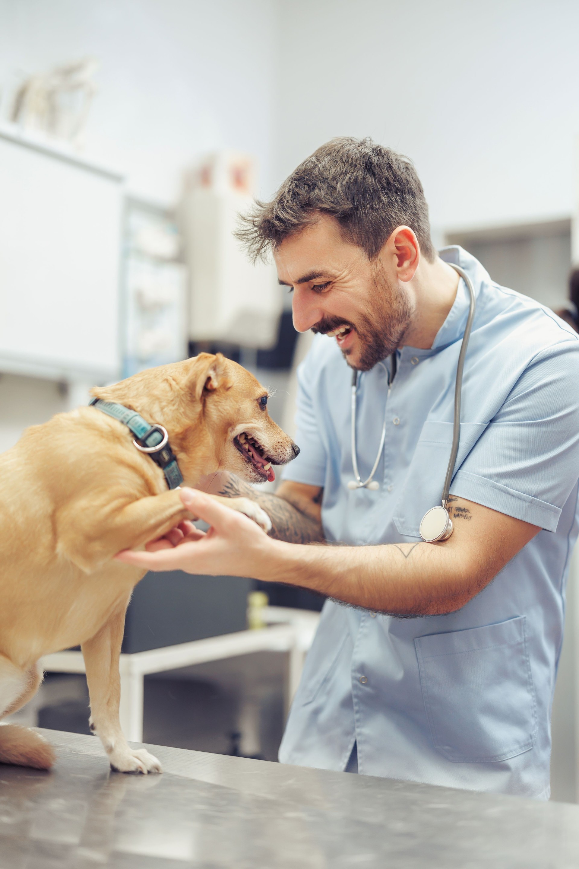 Vet checks small dog in clinic while owner observes during routine health examination