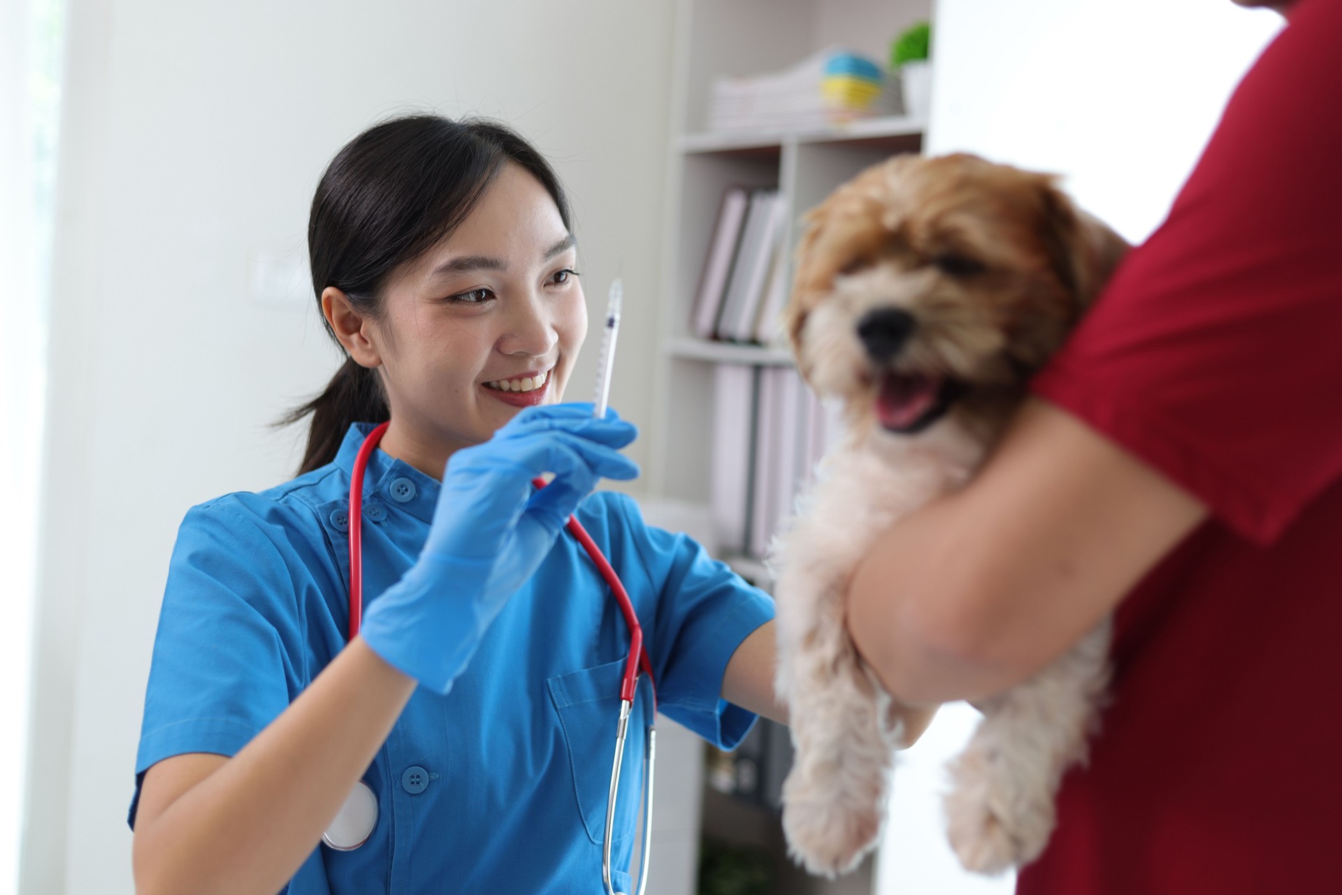 Veterinarian is vaccinating a small dog against rabies in the veterinarian's office.